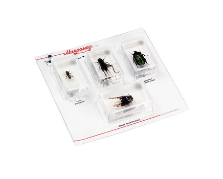 Купите набор насекомых в акриле микромед №2 в интернет-магазине